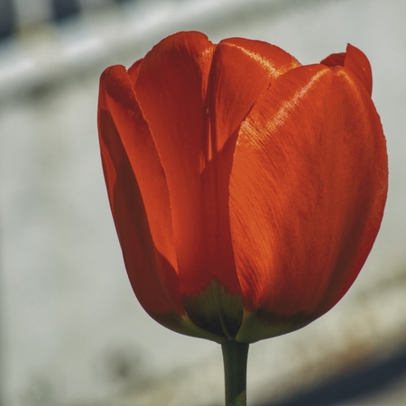 Red tulip in closeup on a white blurry backgroundの写真素材