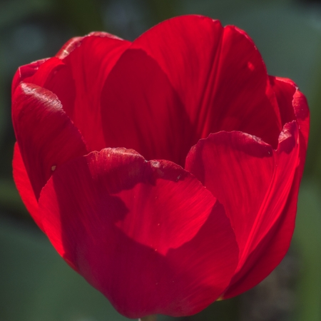 red tulip with heavily lit petals on a green backgroundの写真素材