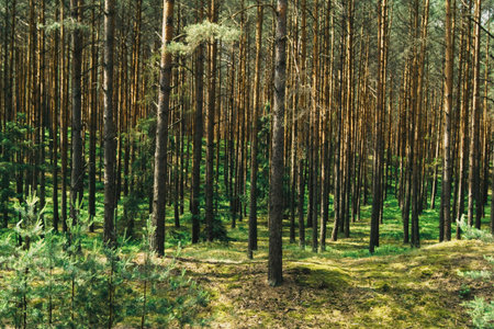 view of a pine forest on a hot summer day. Small forest floor, densely planted trees, small bushes of berries and clumps of mossの写真素材