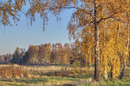 leaves of birches take on a golden color, sunny autumn dayの写真素材
