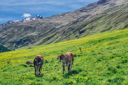 two gray Tyrolean calves grazing in an alpine pasture, grazing mountain cattle in the Austrian Alps, summer in the Alps, snow peaks in valleys lush green meadowsの写真素材