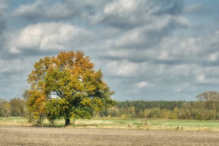 sunny autumn day, landscape of fields and forests in early autumn, lightly cloudy skyの写真素材