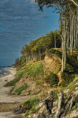 deciduous forest and vegetation of the Baltic cliff coast near Ustka in Polandの写真素材