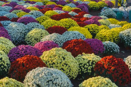 specially bouquets of flowers for the day of the dead, people put flowers on graves on November 1, chrysanthemums prepared for sale on the feast of the deceasedの写真素材