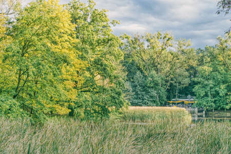 park pond overgrown with bushes and reeds, sunny weather in the parkの写真素材