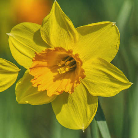 A single yellow daffodil on a blurry green garden background, great petals of a blooming flower, spring flowers in the garden, a harbinger of sunny spring days, a symbol of hopeの写真素材