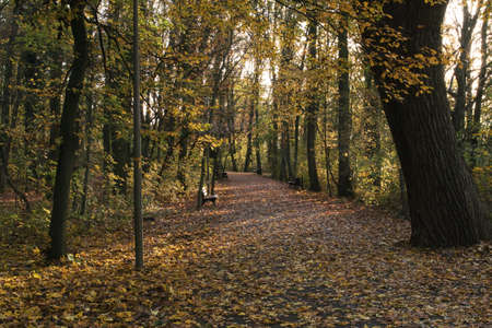 path in the park, paths in the park covered with colorful leaves in autumn, sleepy autumn atmosphere with an empty benchの写真素材
