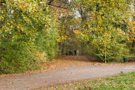 autumn park perfect for walks, Rest in nature, walks in the park, people walking in the park, alleys covered with colorful leavesの写真素材