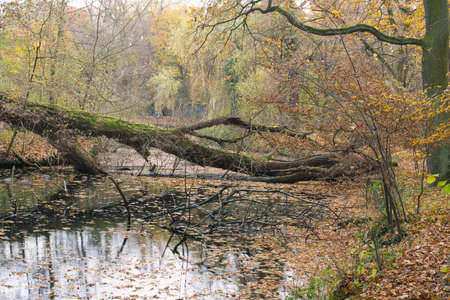 autumn pond in a park with a thicket of bushes, big fallen trees fell into the pond, colorful leaves in the waterの写真素材