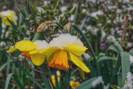two narcissi in the garden covered with snow during a snowstorm, an unexpected break in spring weatherの写真素材