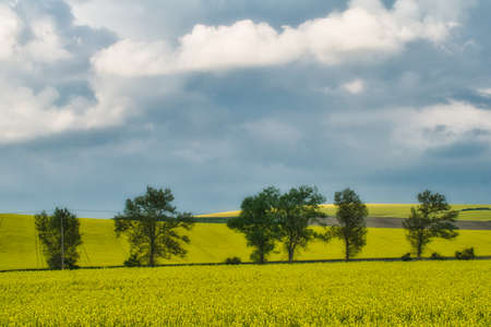 flowering rapeseed fields and row of trees, sunny spring weatherの写真素材