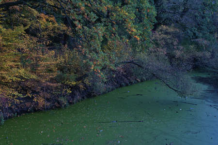 beginning of autumn at the pond in the park, autumn landscape, a thick layer of green duckweed on the pond, a delicacy for ducksの写真素材
