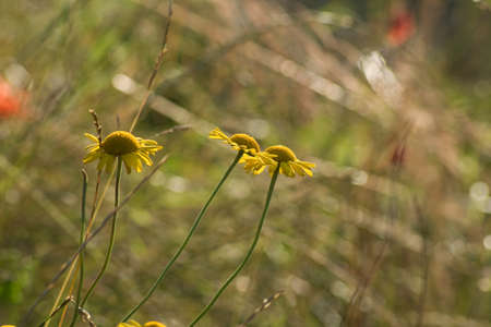 three yellow daisies on a blurry meadow backgroundの写真素材