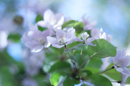 Lovely plum blossoms