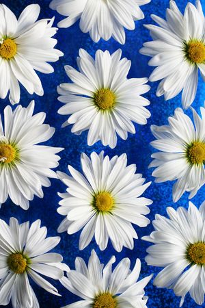 White daisies on blue glassの写真素材