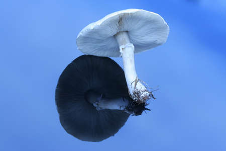 Large white mushroom on reflective surfaceの写真素材