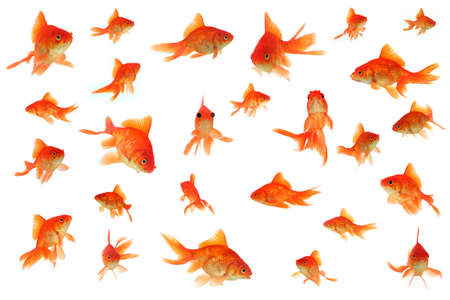 Fantail goldfish collageの写真素材