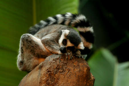 Ringtail lemur sleeping on rockの写真素材