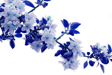 Apple blossoms colored in blue huesの写真素材