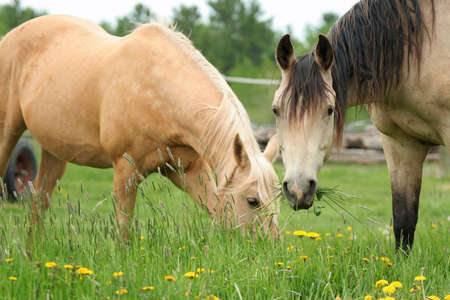 Two horses grazingの写真素材