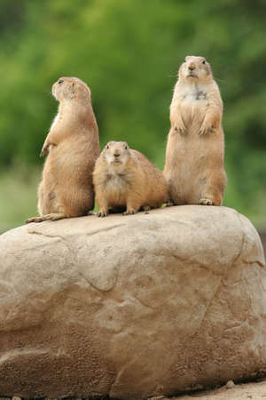 GRoup of prairie dogs standing on top of rockの写真素材