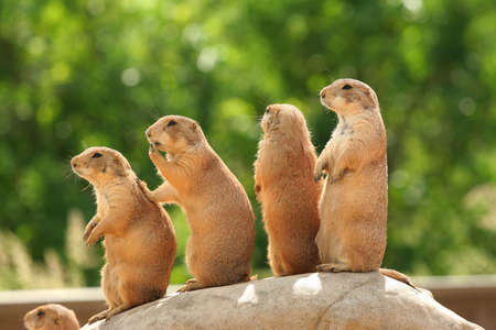 GRoup of prairie dogs standing on top of rockの写真素材