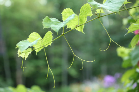 Young tender green grapevine backlit by sun