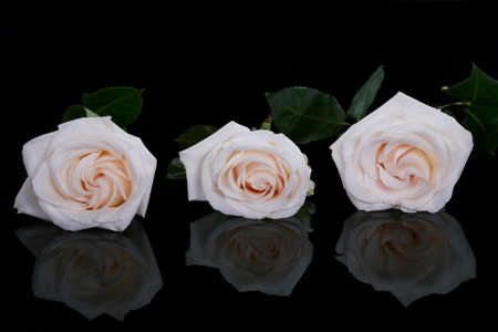 Three white roses on black backgroundの写真素材