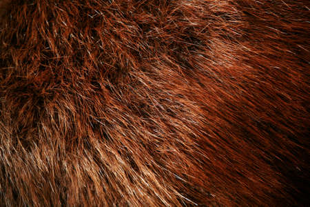 Authentic beaver fur, beautiful rich brown color with various shadingの写真素材