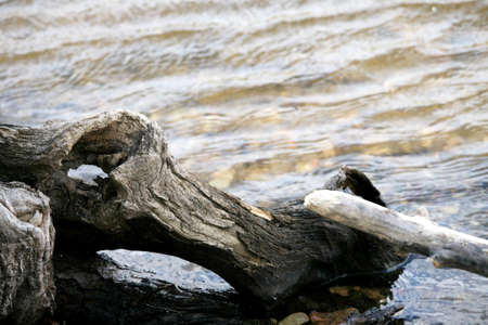 Fallen twisted log on edge of riverの写真素材