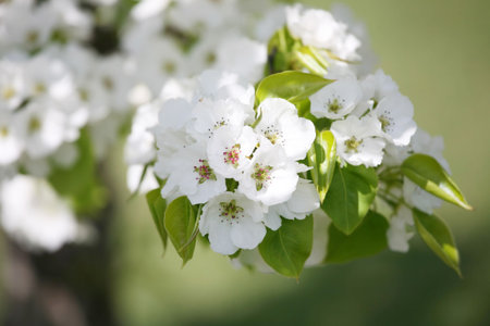 Delicate apple or plum blossoms with shallow depth of fieldの写真素材
