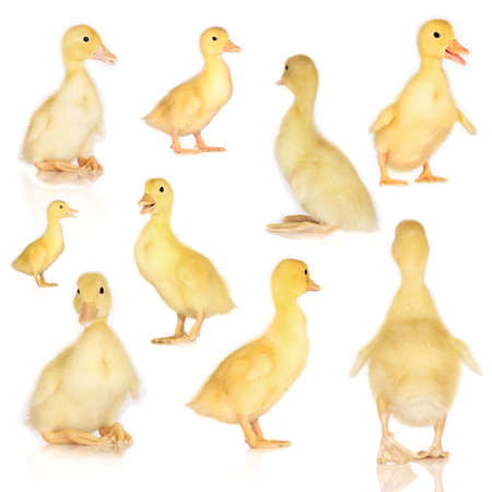 Collage of ducklings isolated on whiteの写真素材
