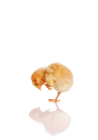 Little chick bending down looking at its reflectionの写真素材