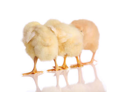 Three yellow chicks standing in a rowの写真素材