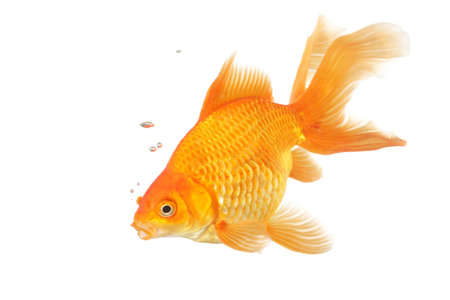 Beautiful fantail goldfish isolated in studio shotの写真素材