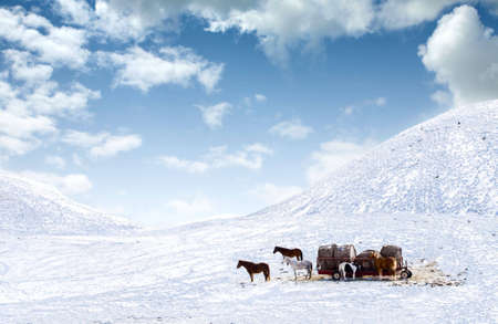 Horses out on snow covered fieldの写真素材