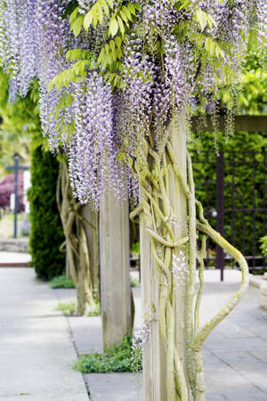Beautiful, elegant purple wisteria flowers cascading off trellised vines  Fabaceae familyの写真素材