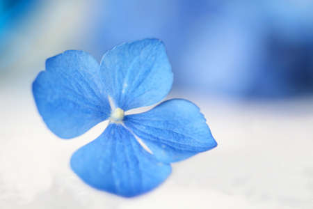 Shallow focus of single hydrangea flower blossom with blue blurred backgroundの写真素材