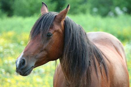 Beautiful brown horse in pastureの写真素材