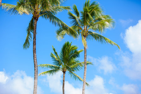 Three coconut trees in tropical setting against beautiful blue skies