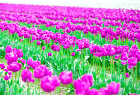 Rows of beautiful purple tulips flowers in a large field, courtesy of Roozengarde in Mt Vernon, WAの写真素材