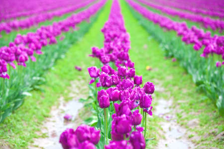 Rows of beautiful purple tulips flowers in a large field, courtesy of Roozengarde in Mt Vernon, WAの写真素材
