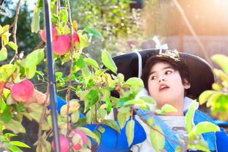 Disabled biracial ten year old boy in wheelchair picking red apples off tree in back yardの写真素材