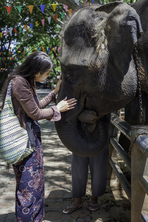 Biracial Asian Caucasian teen girl or young woman talking to and touching baby elephant in Thailandの写真素材