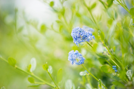 Beautiful blue and purple periwinkle colored flower of the butterfly bush with bokeh