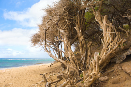 Gnarled and twisted trees on sandy beach along the Pacific Oceanの写真素材