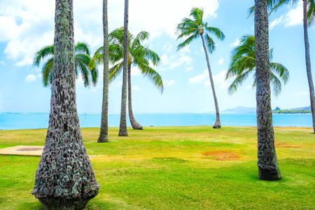 Green lawn with palm and coconut trees along the blue Pacific ocean in Hawaiiの写真素材