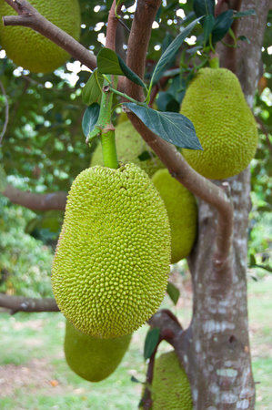Thai fruits,jackfruit