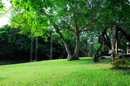 swing on treeの写真素材