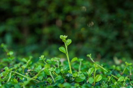 Soft leaves ,green treeの写真素材